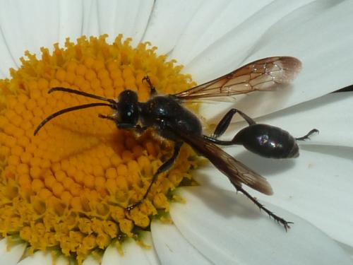 Isodontia mexicana